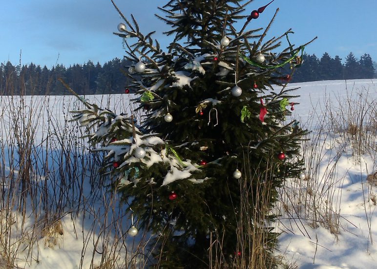 Christbaumversteigerung TuS Neuhofen