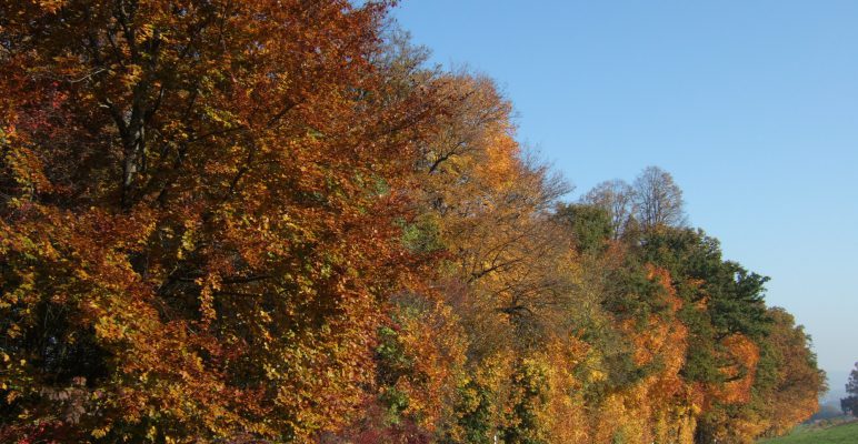 Dringende Aufforderung zum Freischneiden