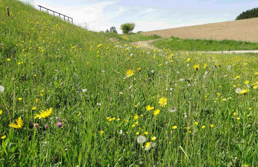 Wollen Sie Ihre eigene Blumenwiese anlegen?