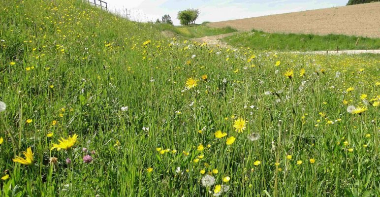 Wollen Sie Ihre eigene Blumenwiese anlegen?