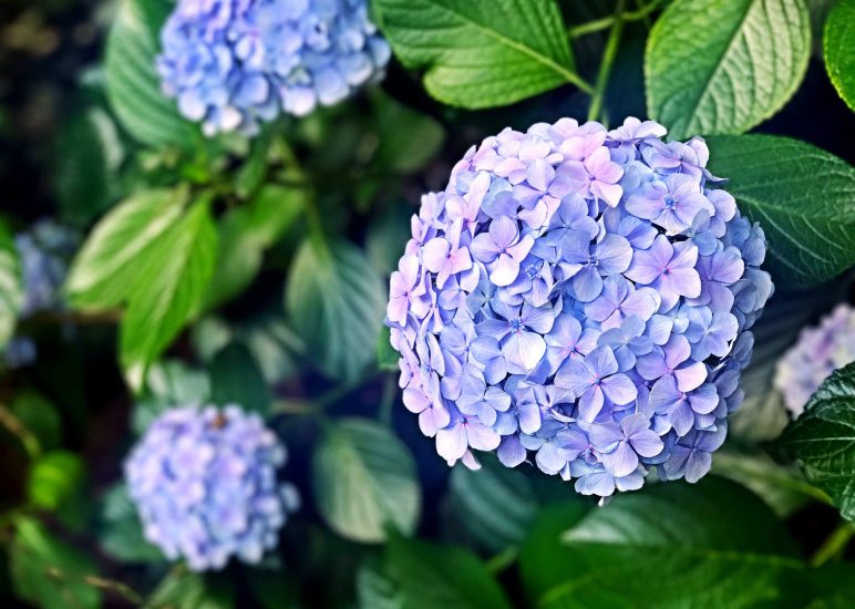 Ausflug zur Landesgartenschau in Freyung Gartenbauverein Postmünster