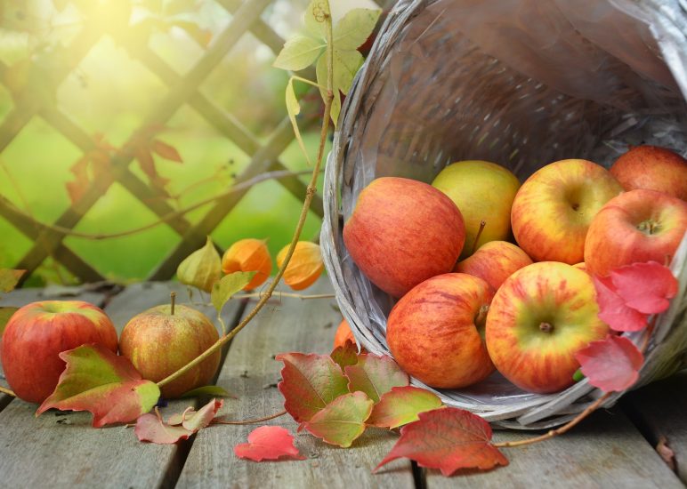 Apfel- und Kürbisfest Gartenbauverein Marienkäfer