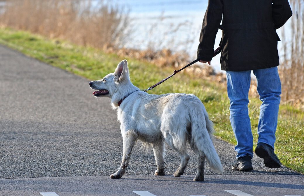 Kontrolle der Anleinpflicht für Hunde