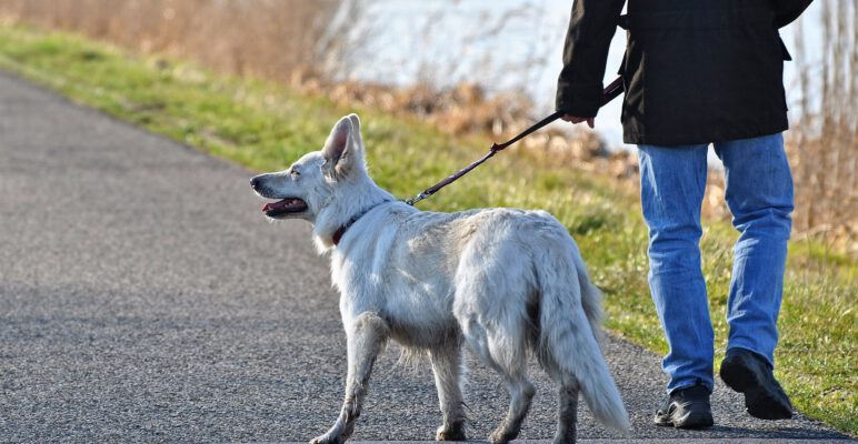 Kontrolle der Anleinpflicht für Hunde