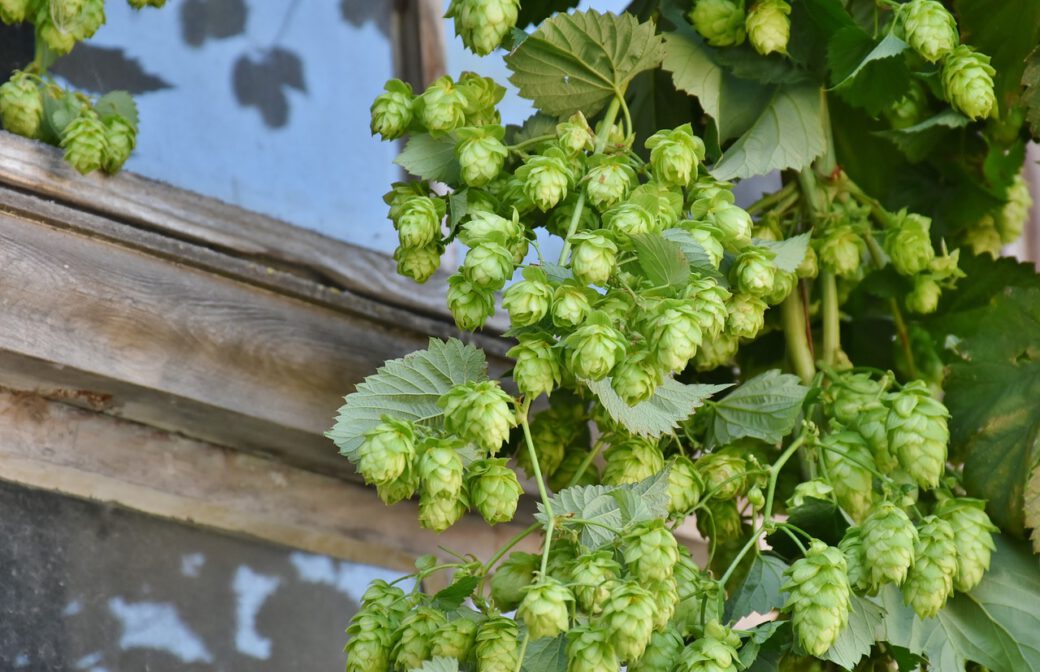 Ausflug Hopfenerlebnistour in die Hallertau Frauenbund Neuhofen