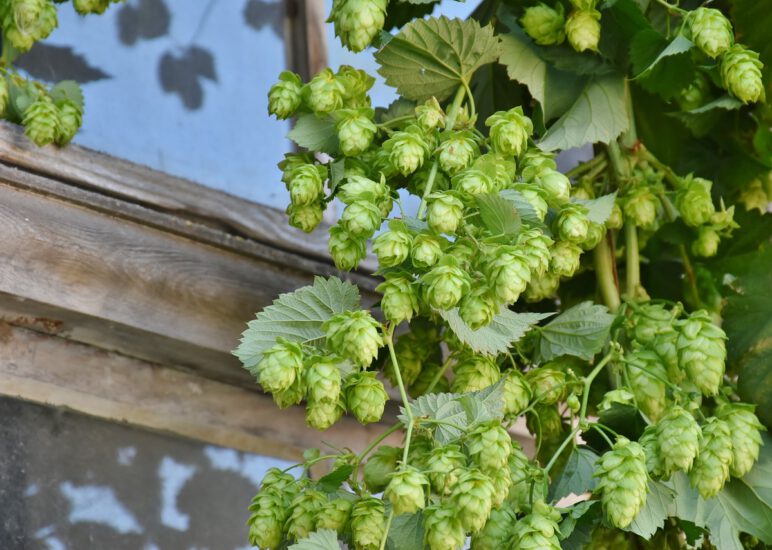 Ausflug Hopfenerlebnistour in die Hallertau Frauenbund Neuhofen