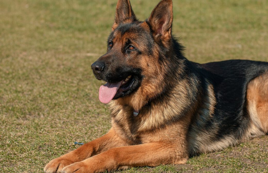 Herbstprüfung Schäferhundeverein Postmünster