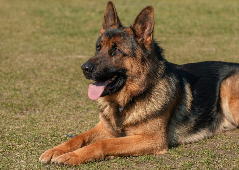 Herbstprüfung Schäferhundeverein Postmünster